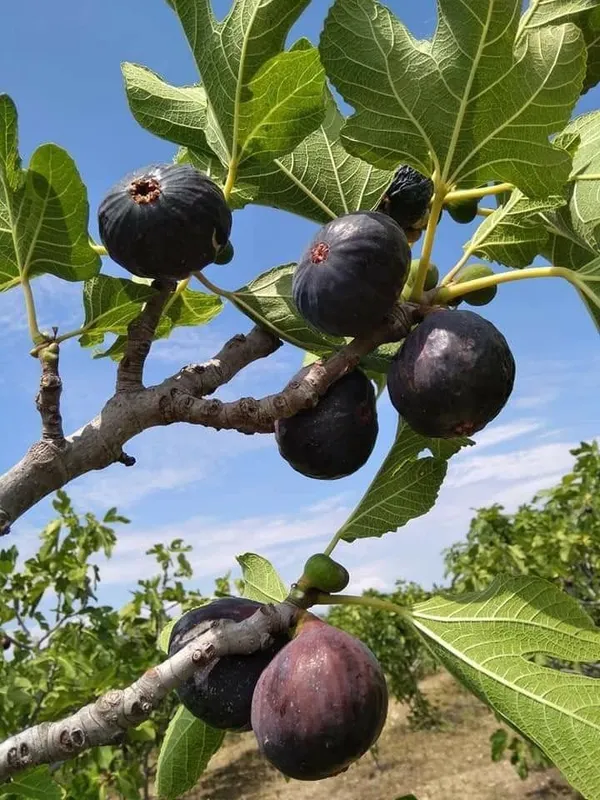 All_Time_Rare_Anjeer_Fruit_Plant_Fig_Dumur_Ficus_Carica_Plant