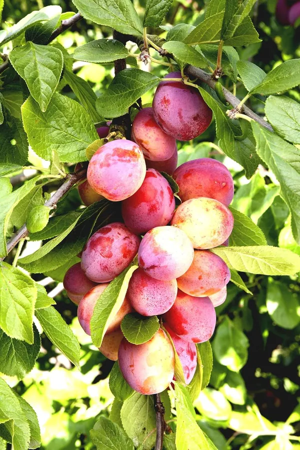 Alubokhra_Live_Fruit_Plant_&_Tree