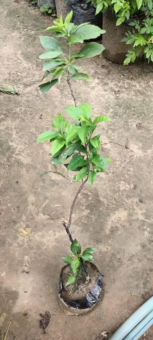 Alubokhra_Live_Fruit_Plant_And_Tree