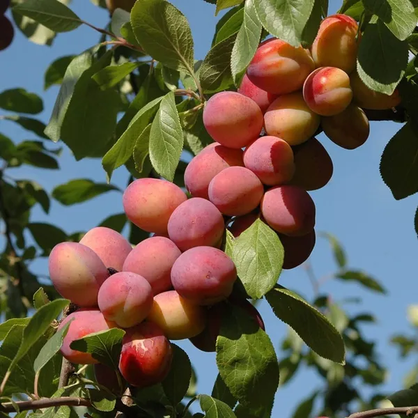 Alubokhra_Live_Fruit_Plant_And_Tree