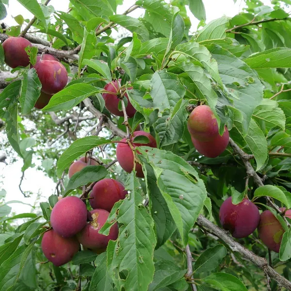 Alubokhra_Live_Fruit_Plant_And_Tree
