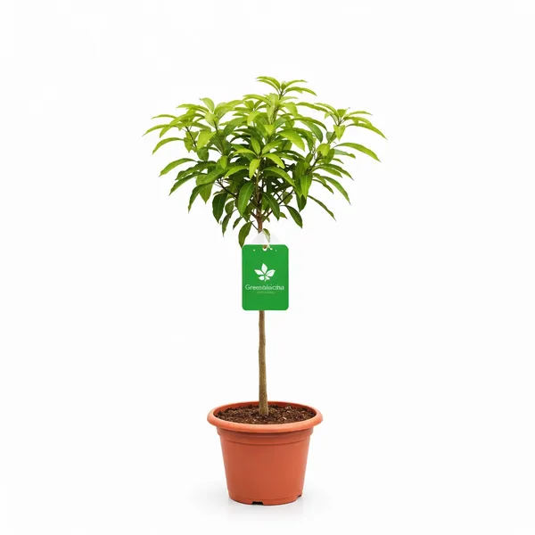 Amrapali_Mango_Live_Plant_(Grafted)_–_Hybrid_Sweet_Mango_Fruit_Plant_|_High_Yield_Dwarf_Mango_Tree_for_Home_Garden