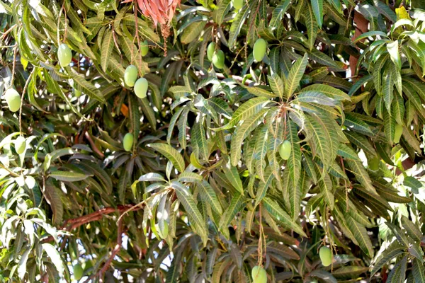Amrapali_Mango_Live_Plant_Grafted_Hybrid_Sweet_Mango_Fruit_Plant_High_Yield_Dwarf_Mango_Tree_For_Home_Garden