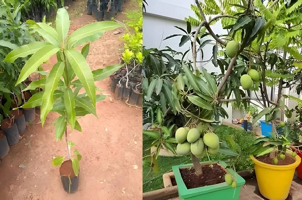Amrapali_Mango_Live_Plant_Grafted_Hybrid_Sweet_Mango_Fruit_Plant_High_Yield_Dwarf_Mango_Tree_For_Home_Garden