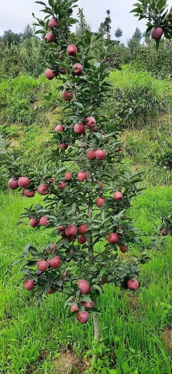Apple_Tree_Plant_Plant_Height_2_3_Ft_Hrmn_99_Variety_Pack_Of_1_Plant