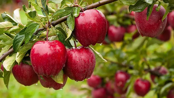 Apple_Tree_Plant_Plant_Height_2_3_Ft_Hrmn_99_Variety_Pack_Of_1_Plant