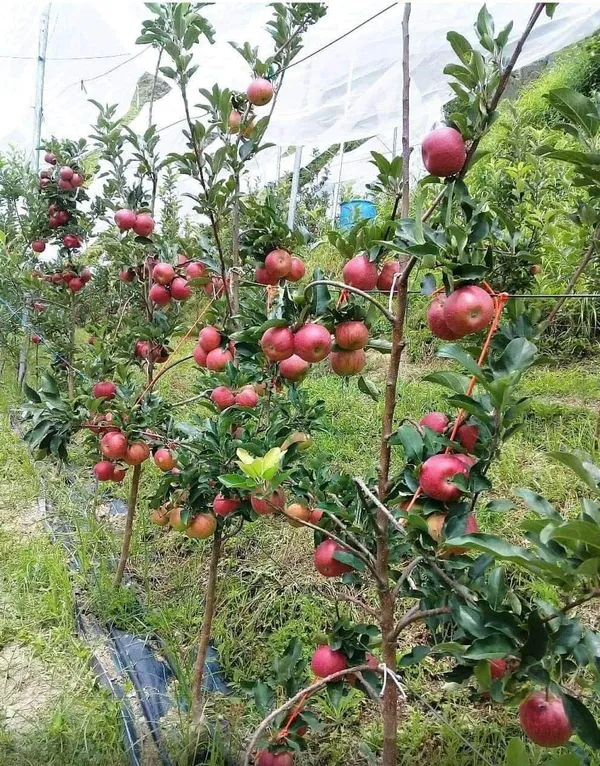 Apple_Tree_Plant_(Plant_Height_2-3_Ft)_Hrmn-99_Variety_Pack_Of_1__Plant