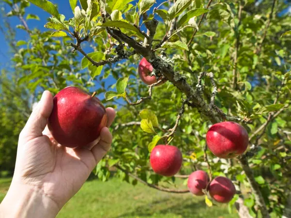 Apple_Tree_Plant_Plant_Height_2_3_Ft_Hrmn_99_Variety_Pack_Of_1_Plant