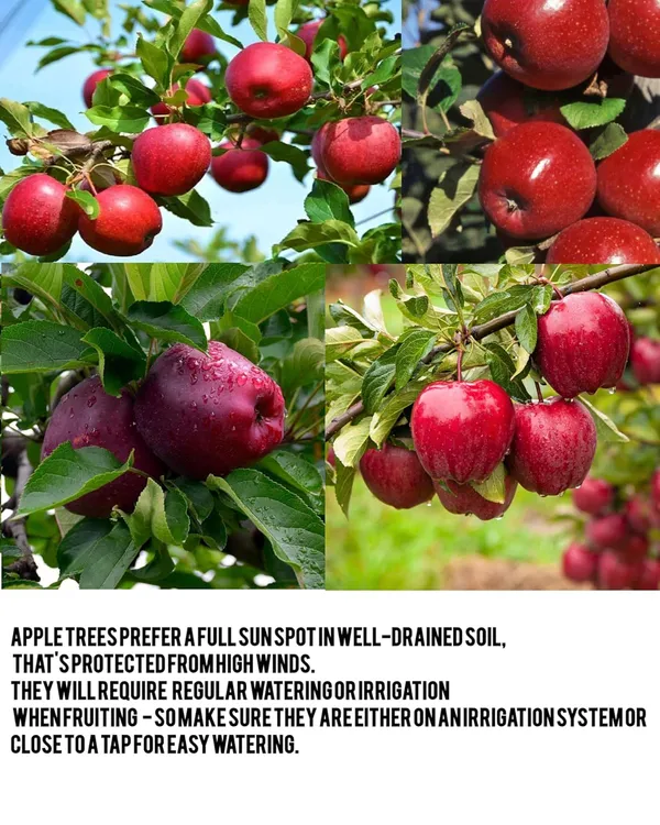 Apple_Tree_Plant_Plant_Height_2_3_Ft_Hrmn_99_Variety_Pack_Of_1_Plant