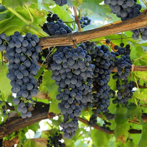 Black_Grapes__Fruit_Plant_Perfect_For_Home_Gardeners_And_Vine_Enthusiasts_High_Yield_Fast_Growing_Plant