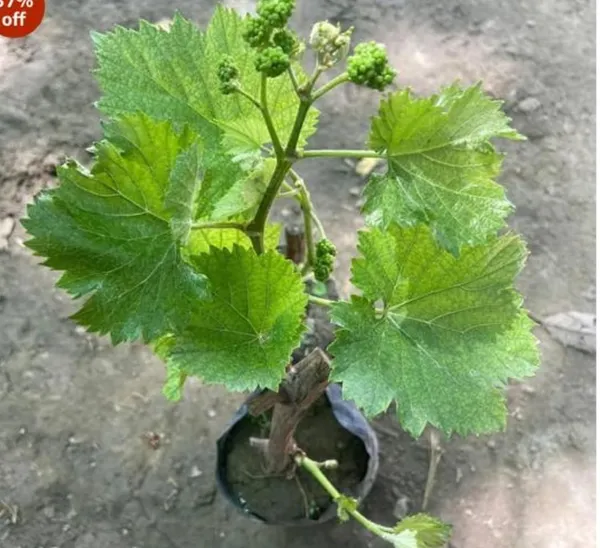 Black_Grapes__Fruit_Plant_Perfect_For_Home_Gardeners_And_Vine_Enthusiasts_High_Yield_Fast_Growing_Plant