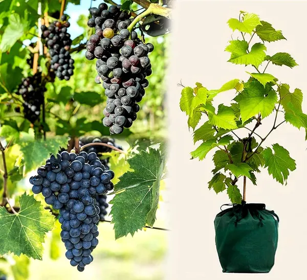 Black_Grapes_2-3_Ft_Vitis_Vinifera_Yields_Fast_Fruit_Perfect_For_Home_Gardeners_And_Vine_Enthusiasts_High-Yield_Fast-Growing
