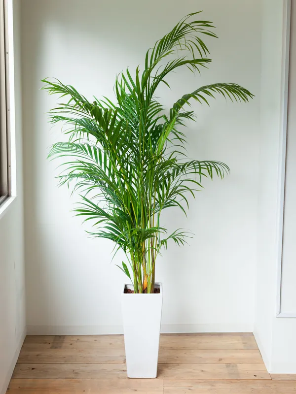Areca_Palm_Plant_Live_Indoor_Air_Purifying_Palm_Low_Maintenance_Decorative_Plant