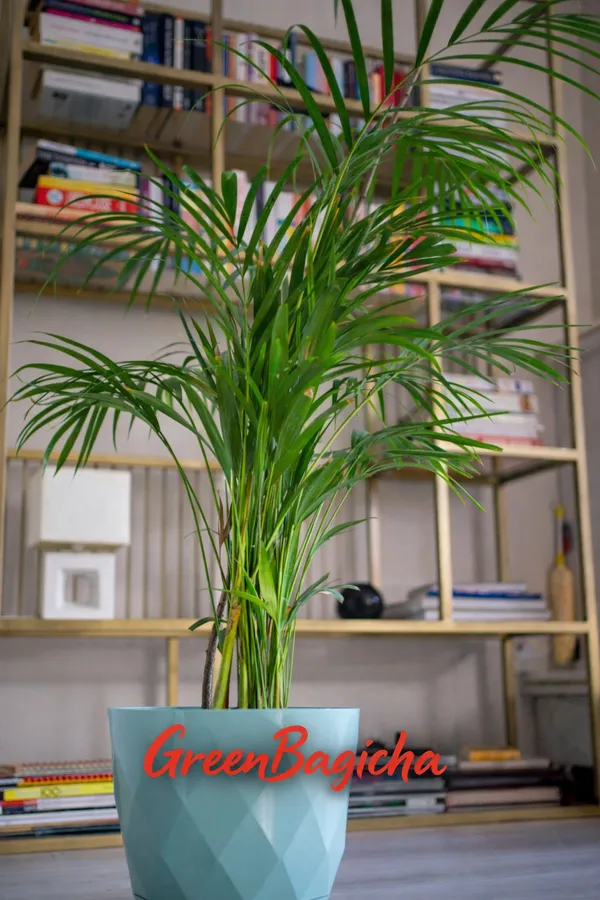 Areca_Palm_Plant_Live_|_Indoor_Air_Purifying_Palm_|_Low_Maintenance_Decorative_Plant