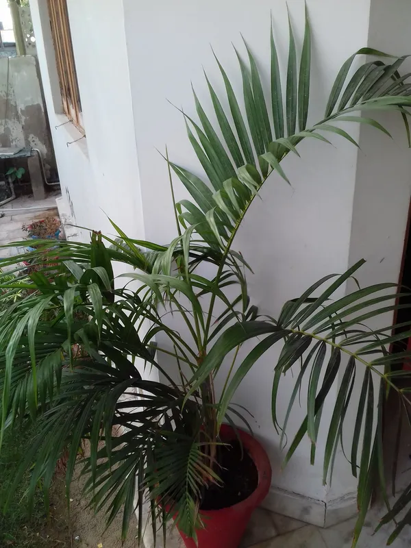 Areca_Palm_Plant_Live_Indoor_Air_Purifying_Palm_Low_Maintenance_Decorative_Plant