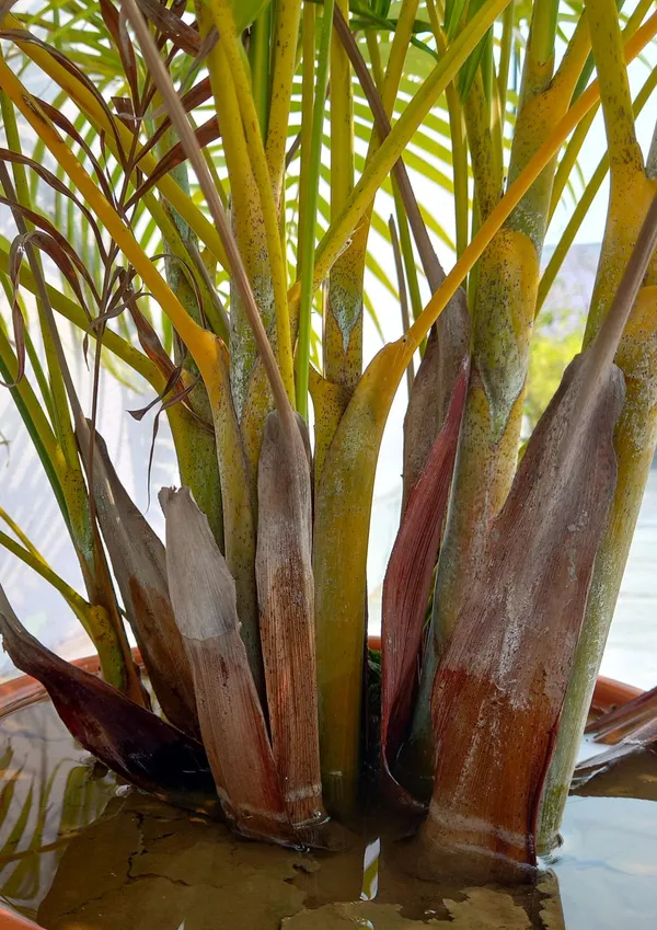Areca_Palm_Plant_Live_Indoor_Air_Purifying_Palm_Low_Maintenance_Decorative_Plant