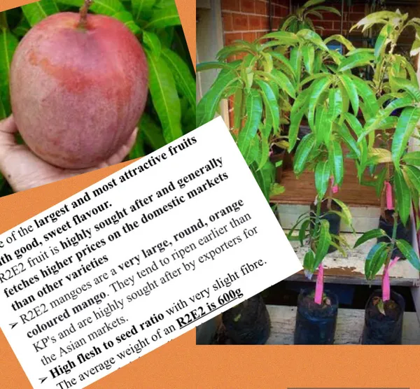 Australian_Mango_Plant_Live_Premium_Grafted_Mango_Tree_Large_Sweet_Red_Yellow_Mango_Variety
