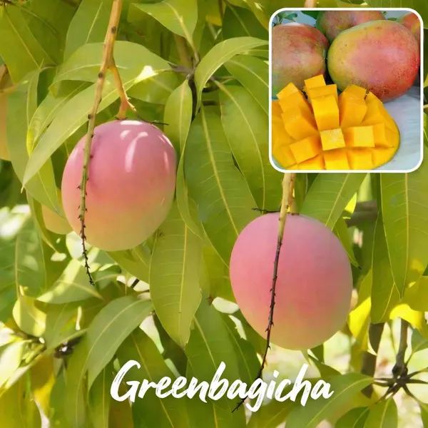 Australian_R2E2_Mango_Plant_Live_|_Premium_Grafted_Mango_Tree_|_Large_Sweet_Red-Yellow_Mango_Variety