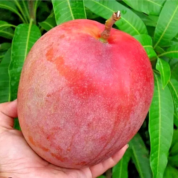 Australian_Mango_Plant_Live_Premium_Grafted_Mango_Tree_Large_Sweet_Red_Yellow_Mango_Variety