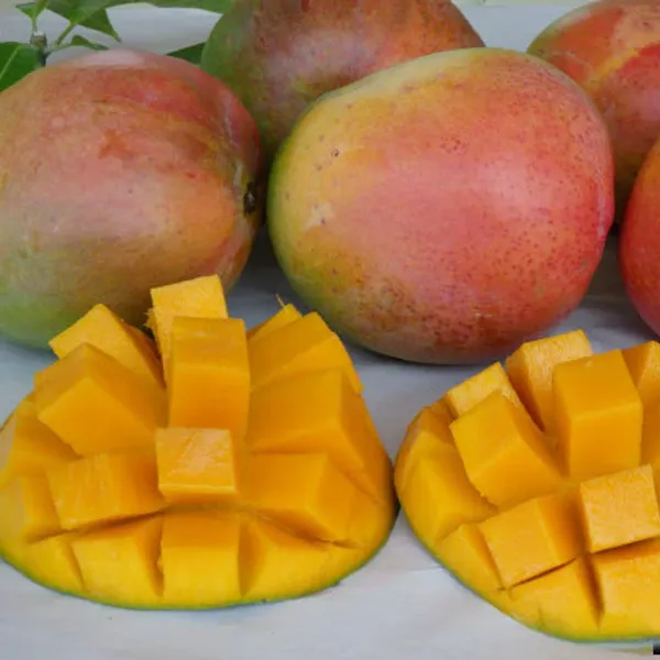 Australian_Mango_Plant_Live_Premium_Grafted_Mango_Tree_Large_Sweet_Red_Yellow_Mango_Variety