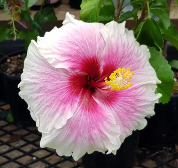Australian_Variety_Hibiscus_Live_Flower_Plant