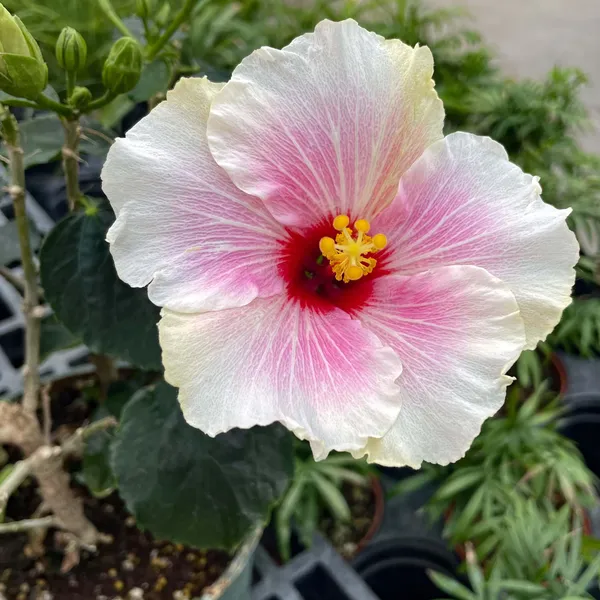 Australian_Variety_Hibiscus_Live_Flower_Plant