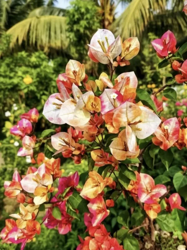 Golden_Sunshine_Bougainvillea_Live_Flowering_Plant_Bright_Yellow_Blooms_Outdoor_Balcony_And_Garden_Plant