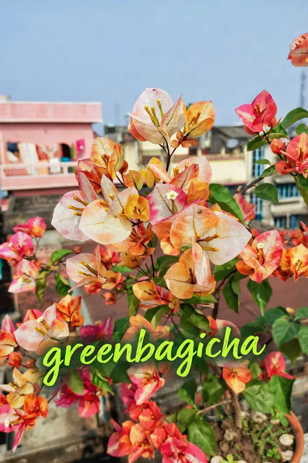 Golden_Sunshine_Bougainvillea_Live_Flowering_Plant_|_Bright_Yellow_Blooms_|_Outdoor_Balcony_&_Garden_Plant