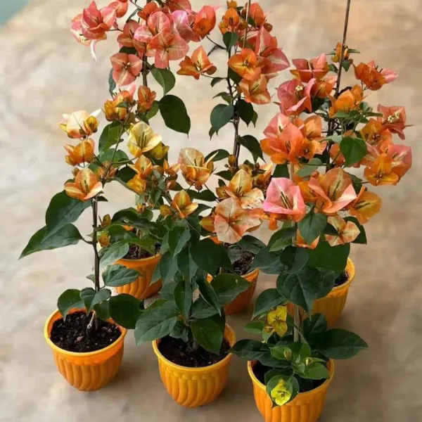 Golden_Sunshine_Bougainvillea_Live_Flowering_Plant_Bright_Yellow_Blooms_Outdoor_Balcony_And_Garden_Plant