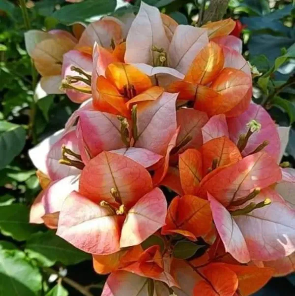 Golden_Sunshine_Bougainvillea_Live_Flowering_Plant_Bright_Yellow_Blooms_Outdoor_Balcony_And_Garden_Plant