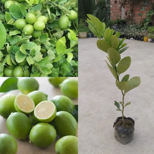 Thai_All_Time_Lemon_Seedless_Lemon_Plant_Nimbu_Plant_.