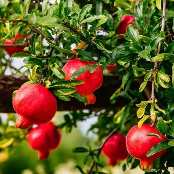 Bhagwa_Anar_Plant_Premium_Bhagwa_Pomegranate_Fruit_Plant_Fast_Fruiting