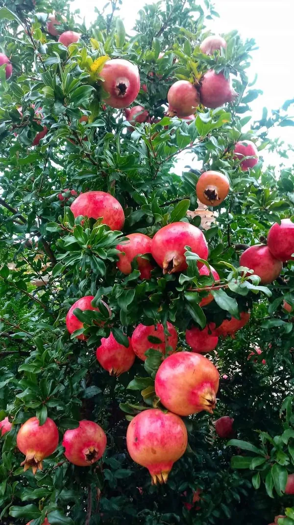 Bhagwa_Anar_Plant_Premium_Bhagwa_Pomegranate_Fruit_Plant_Fast_Fruiting