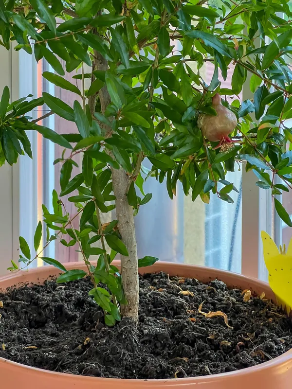 Bhagwa_Anar_Plant_Premium_Bhagwa_Pomegranate_Fruit_Plant_Fast_Fruiting