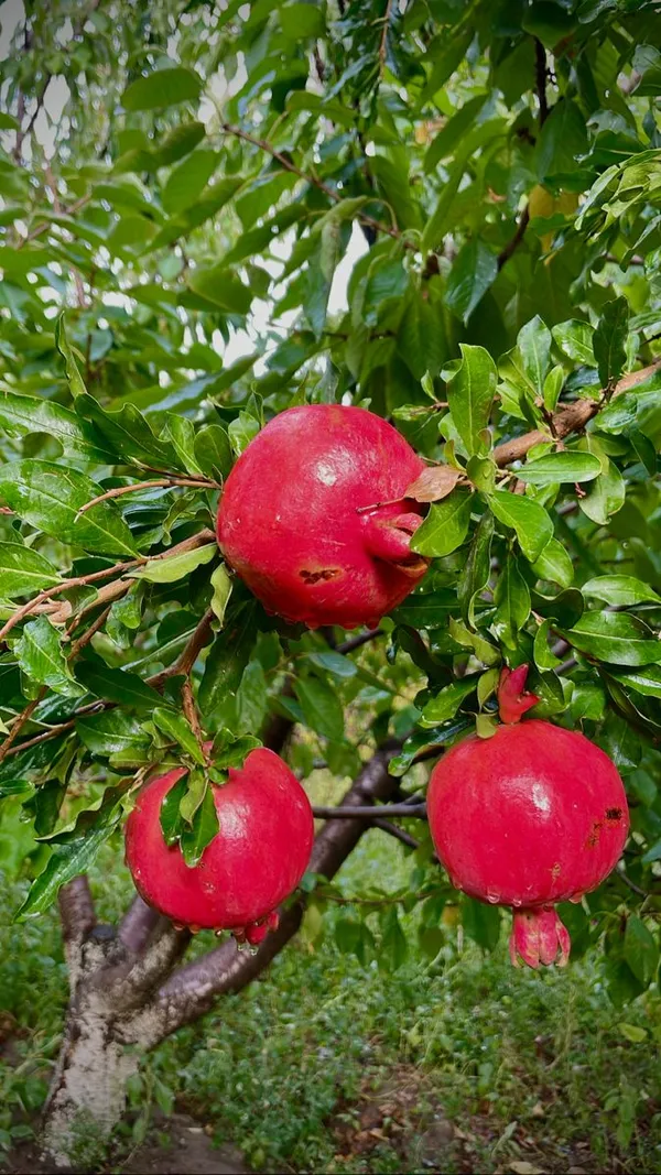 Bhagwa_Anar_Plant_Premium_Bhagwa_Pomegranate_Fruit_Plant_Fast_Fruiting