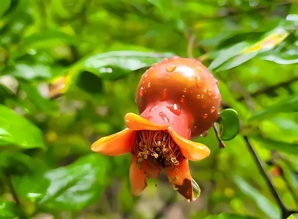 Bhagwa_Anar_Plant_Premium_Bhagwa_Pomegranate_Fruit_Plant_Fast_Fruiting
