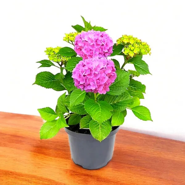 Bigleaf_Hydrangea_Live_Flowering_Plant_Blue_Pink_Blooms_Garden_And_Balcony_Plant