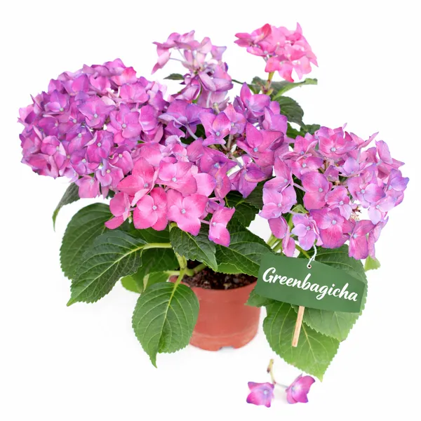 Bigleaf_Hydrangea_Live_Flowering_Plant_|_Blue_/_Pink_Blooms_|_Garden_&_Balcony_Plant