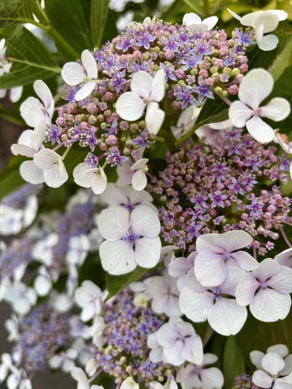 Bigleaf_Hydrangea_Live_Flowering_Plant_Blue_Pink_Blooms_Garden_And_Balcony_Plant