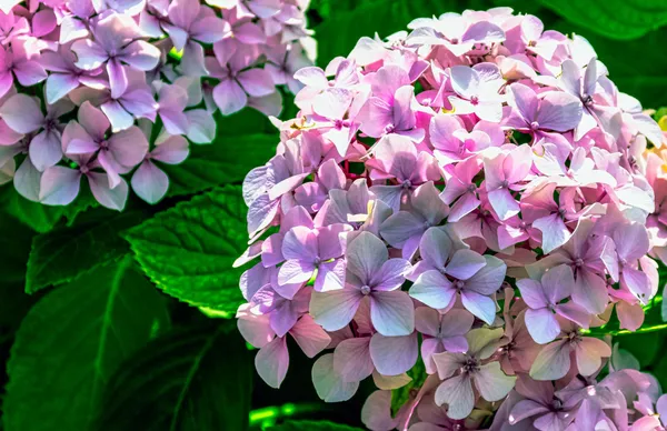 Bigleaf_Hydrangea_Live_Flowering_Plant_Blue_Pink_Blooms_Garden_And_Balcony_Plant