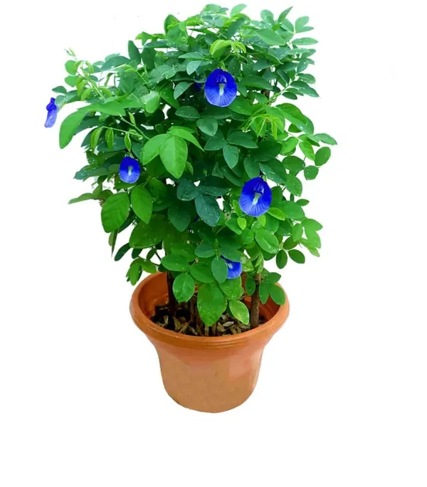 Blue_Aparajita_Flower_Climber_Butterfly_Pea_Asian_Pigeonwings_Clitoria_Ternatea_Plant