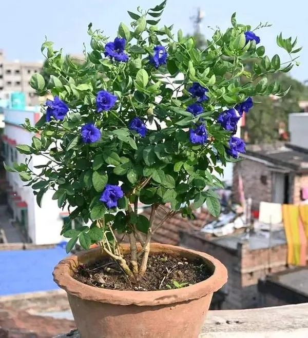 Blue_Aparajita_Flower_Climber_|_Butterfly_Pea_Asian_Pigeonwings_Clitoria_Ternatea_|_plant