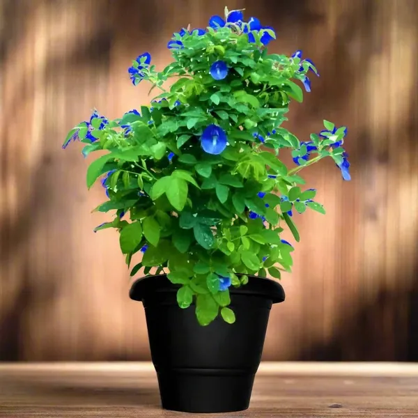 Blue_Aparajita_Flower_Climber_Butterfly_Pea_Asian_Pigeonwings_Clitoria_Ternatea_Plant