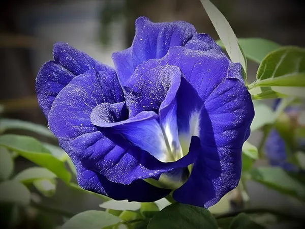 Blue_Aparajita_Flower_Climber_Butterfly_Pea_Asian_Pigeonwings_Clitoria_Ternatea_Plant