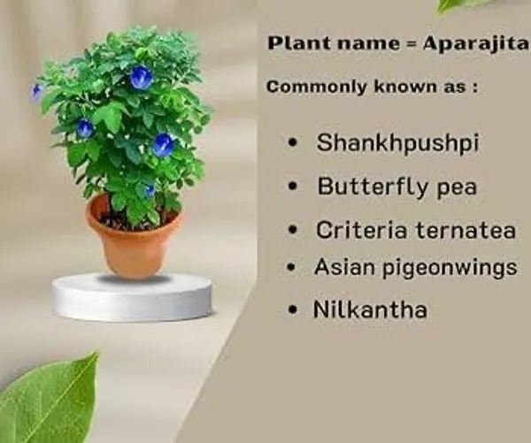Blue_Aparajita_Flower_Climber_Butterfly_Pea_Asian_Pigeonwings_Clitoria_Ternatea_Plant