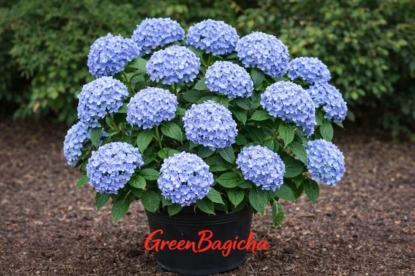 Blue_Hydrangea_Plant_Live_|_Hydrangea_macrophylla_|_Beautiful_Blue_Flowering_Garden_Plant