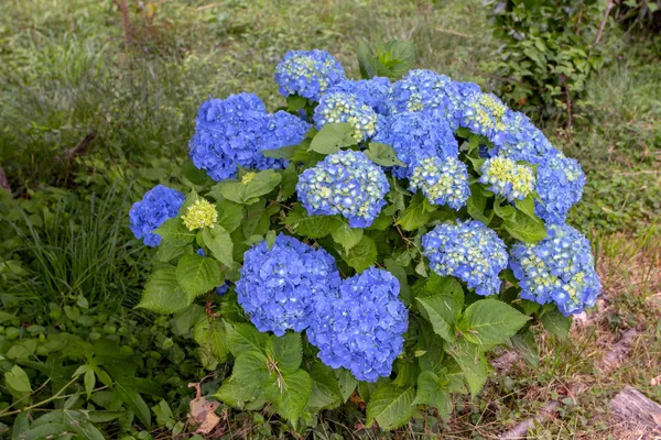 Blue_Hydrangea_Plant_Live_Hydrangea_Macrophylla_Beautiful_Blue_Flowering_Garden_Plant