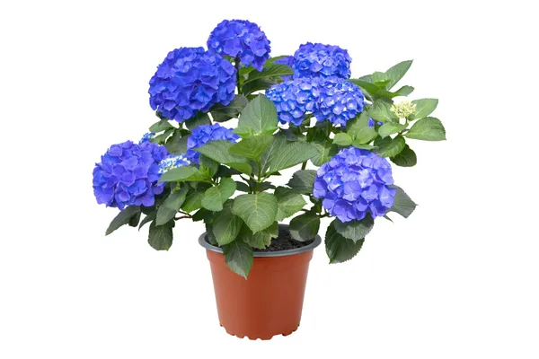 Blue_Hydrangea_Plant_Live_Hydrangea_Macrophylla_Beautiful_Blue_Flowering_Garden_Plant