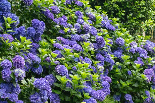 Blue_Hydrangea_Plant_Live_Hydrangea_Macrophylla_Beautiful_Blue_Flowering_Garden_Plant