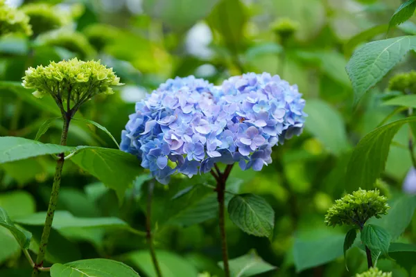Blue_Hydrangea_Plant_Live_Hydrangea_Macrophylla_Beautiful_Blue_Flowering_Garden_Plant